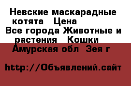 Невские маскарадные котята › Цена ­ 15 000 - Все города Животные и растения » Кошки   . Амурская обл.,Зея г.